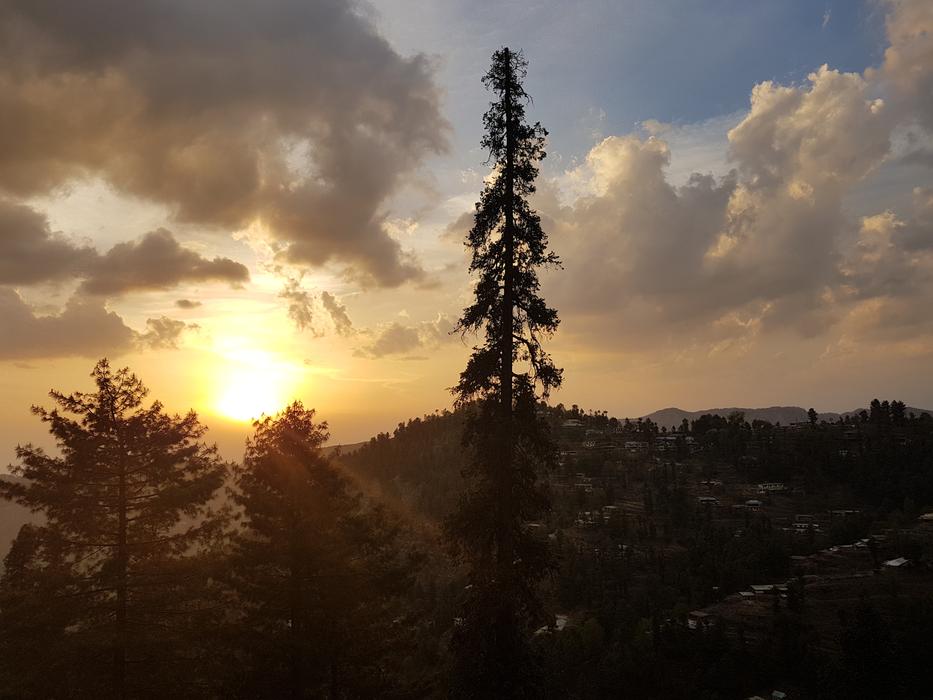 tall tree with the sun
