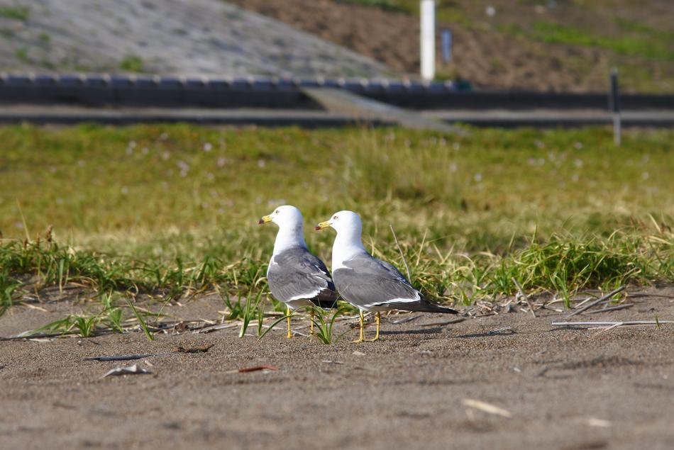 two birds by the green grass