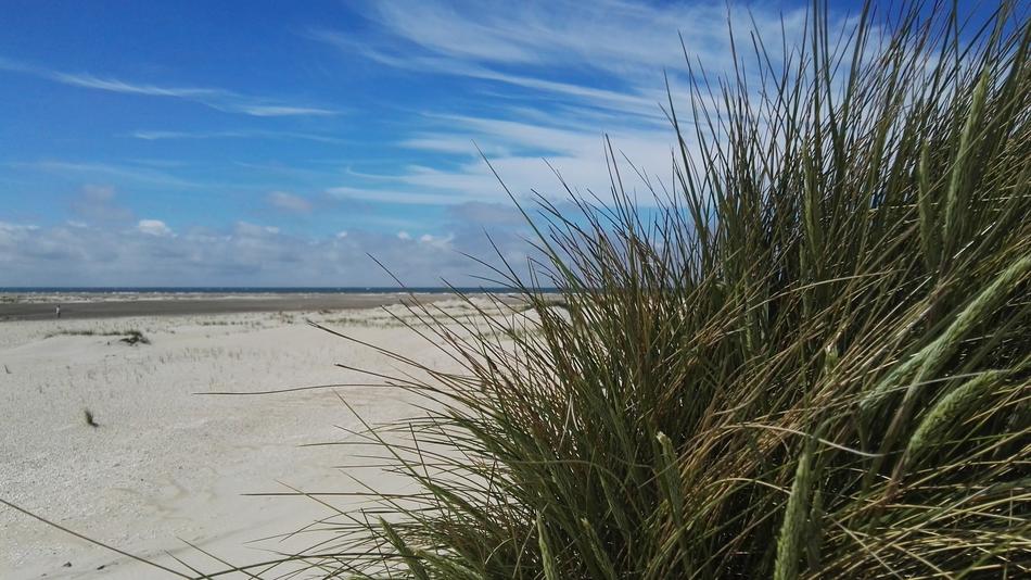 beach ocean grass