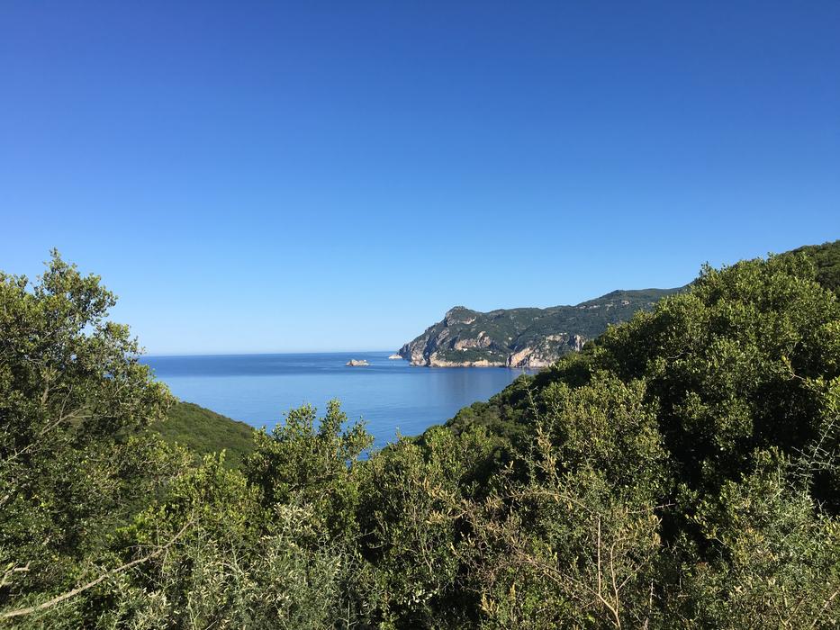 green trees on a mountain with an ocean