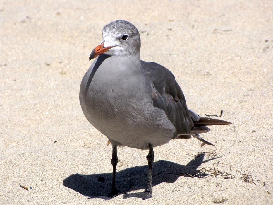 gray sitti