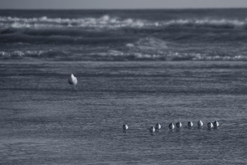 Seabirds Sea Beach