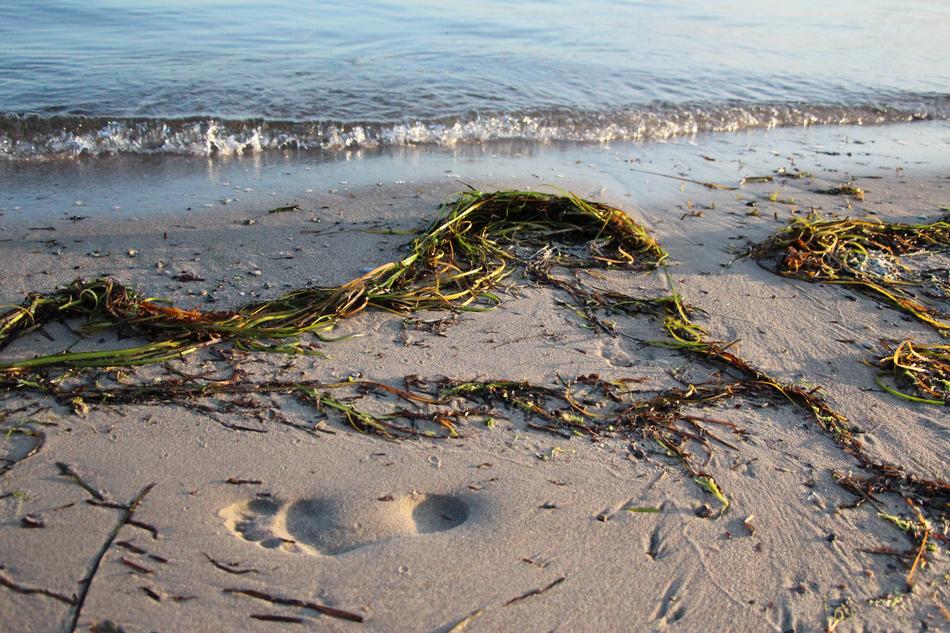 seaweed by the sand with the sea