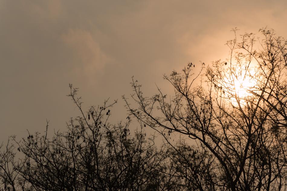 sun branches evening