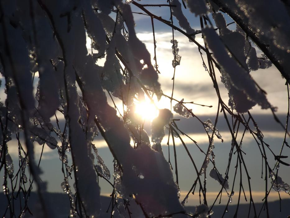 sunshine with trees and snow