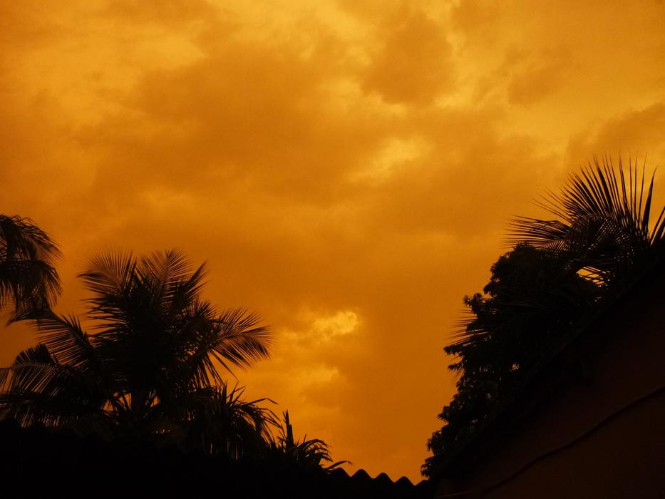 the silhouette of bushes against an orange sky