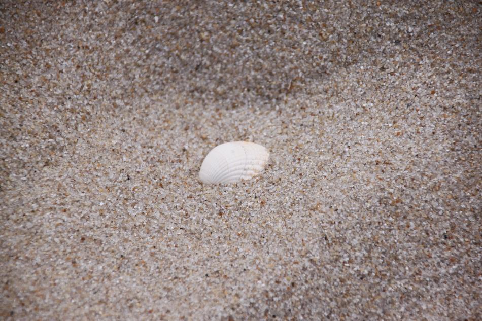 Shell Sand Beach