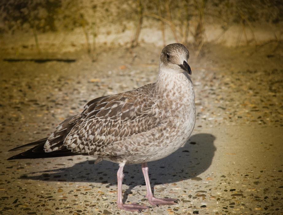 bird beach macro