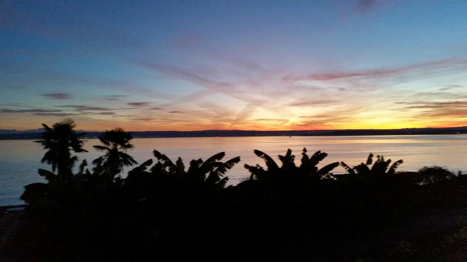 silhouette of bushes on an island by the sea