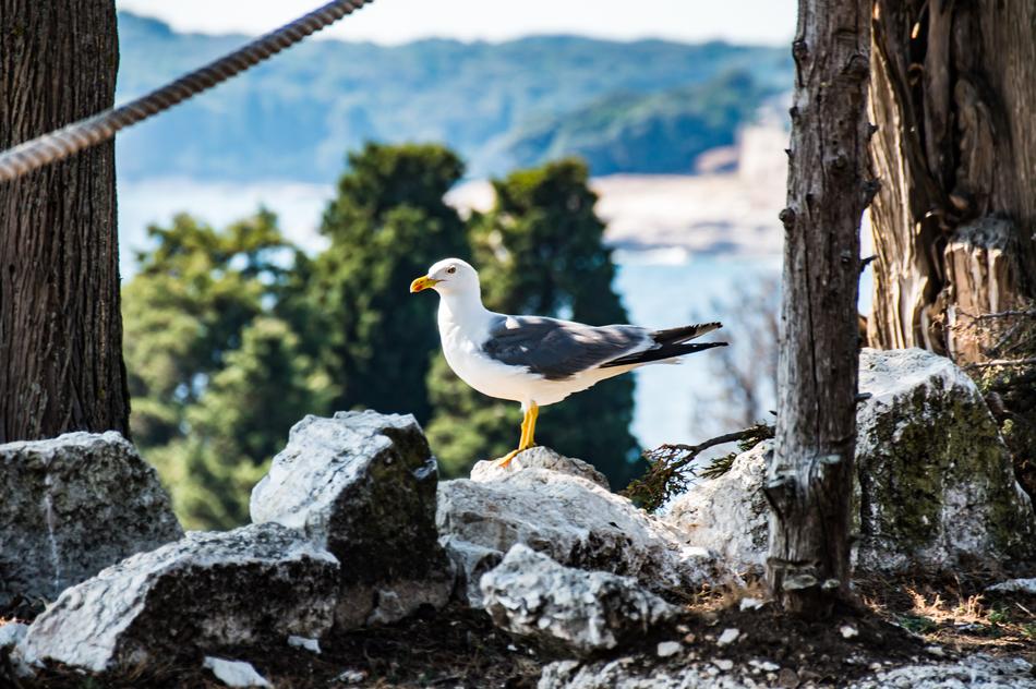 a seagull on the rocks