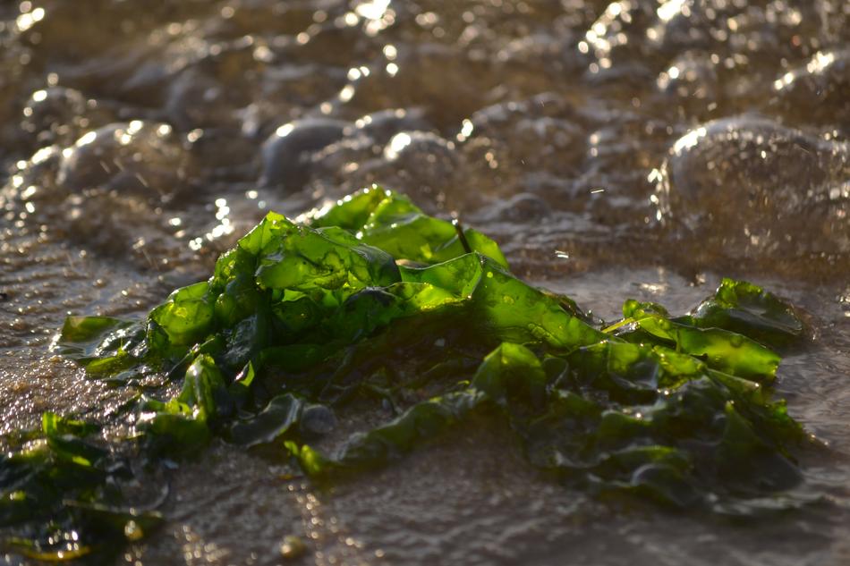 Algae on a sandy beach