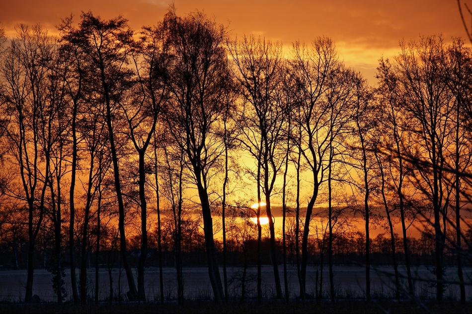 trees overlooking the sunset