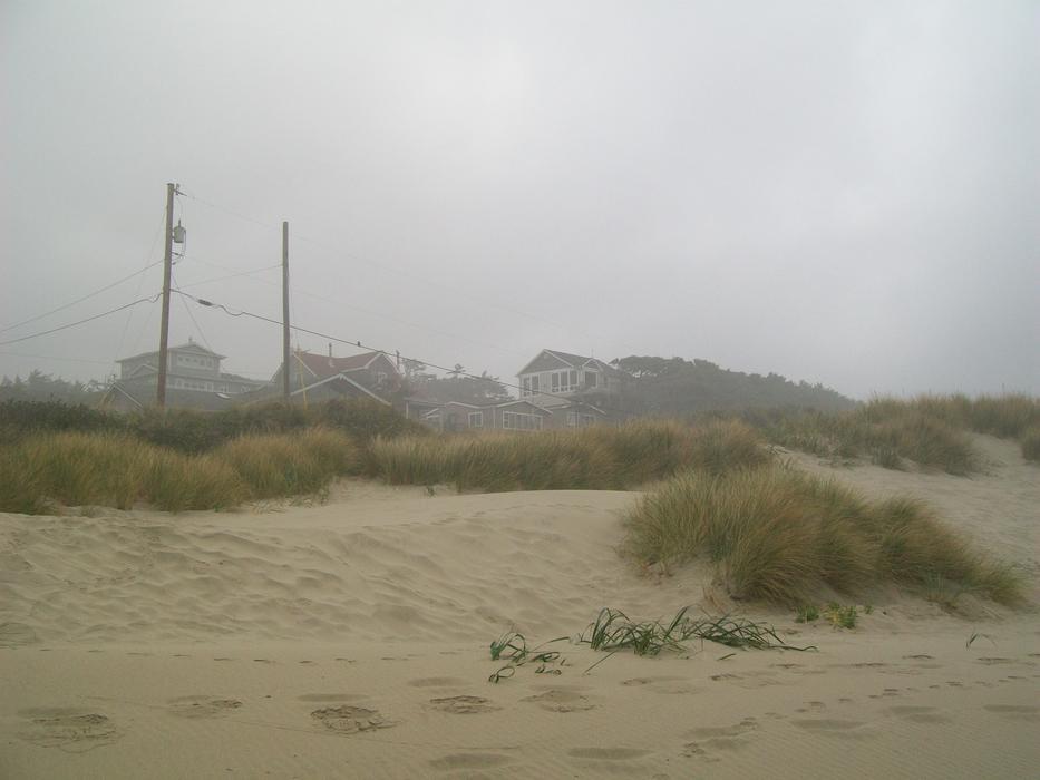 sand with plants view