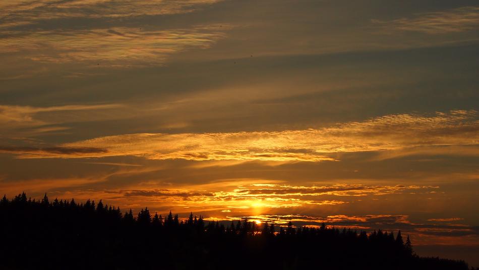 orange sunset with trees in the forest