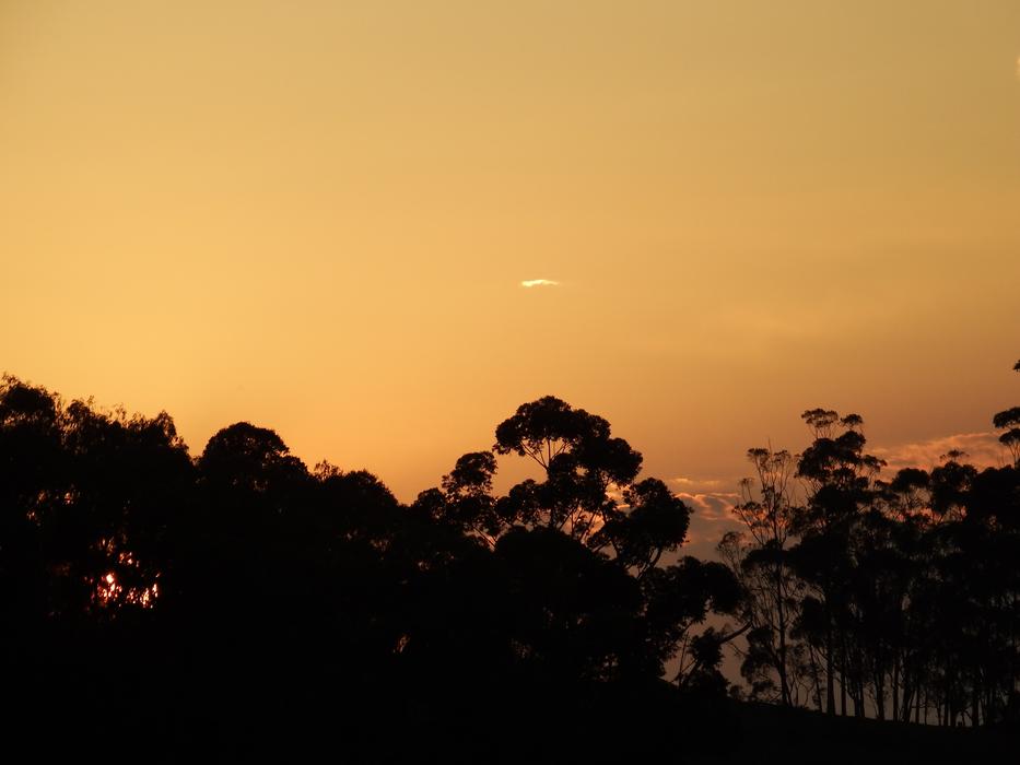 A beautiful orange sunset with tree silhouettes