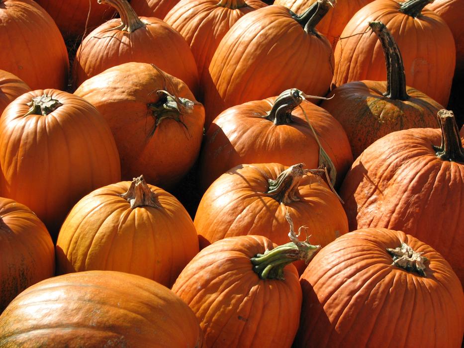 Harvest beautifully looking orange pumpkins