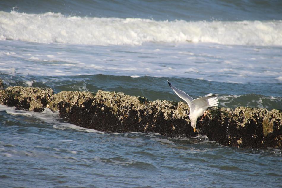 Beach Seagull Sea