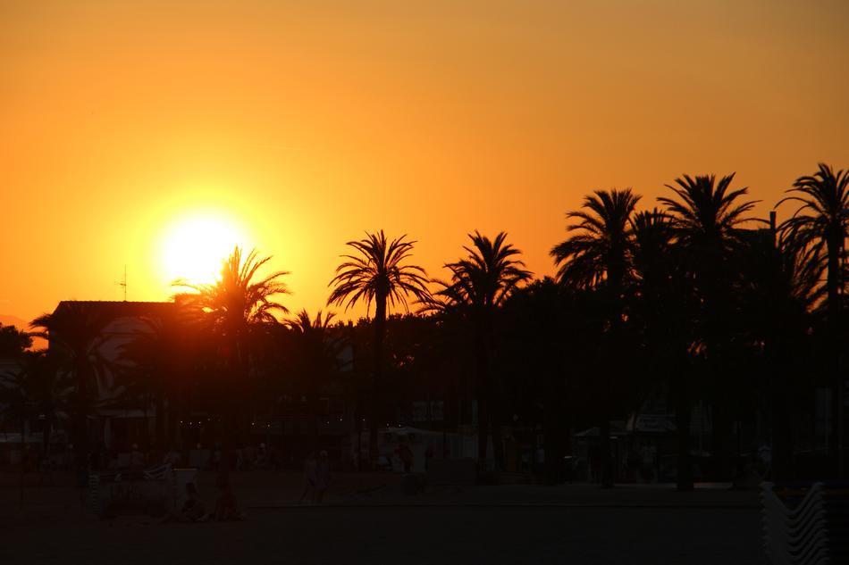 sunset with palm trees in the city