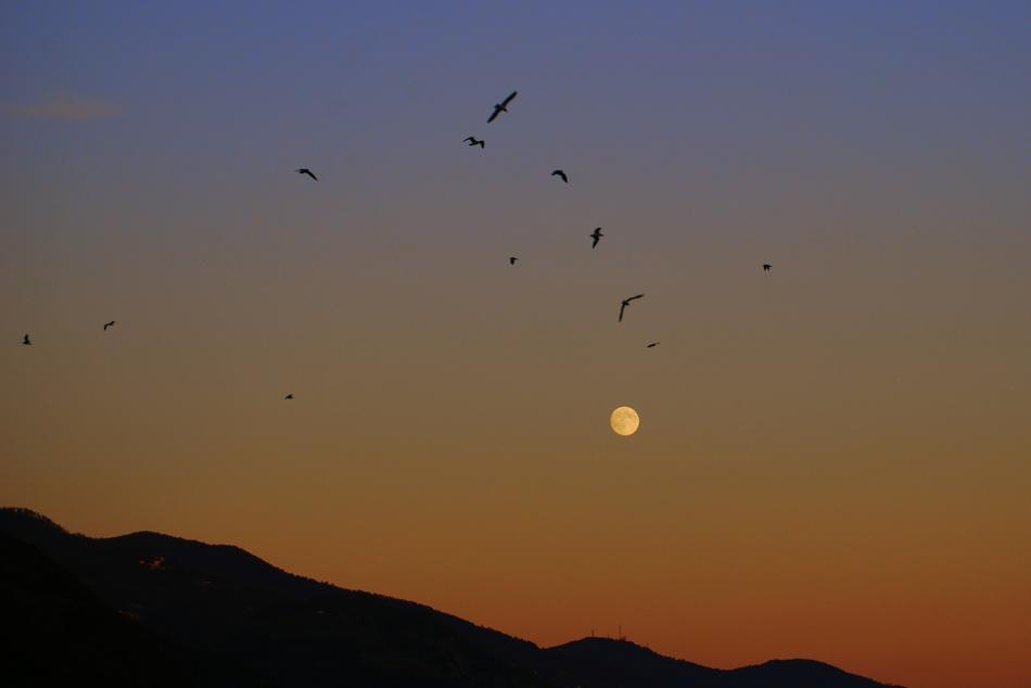 Sunset Luna Birds