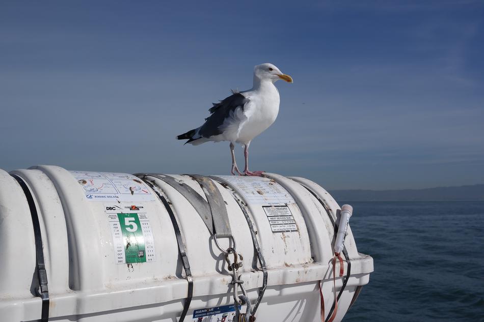 Seagull Sea