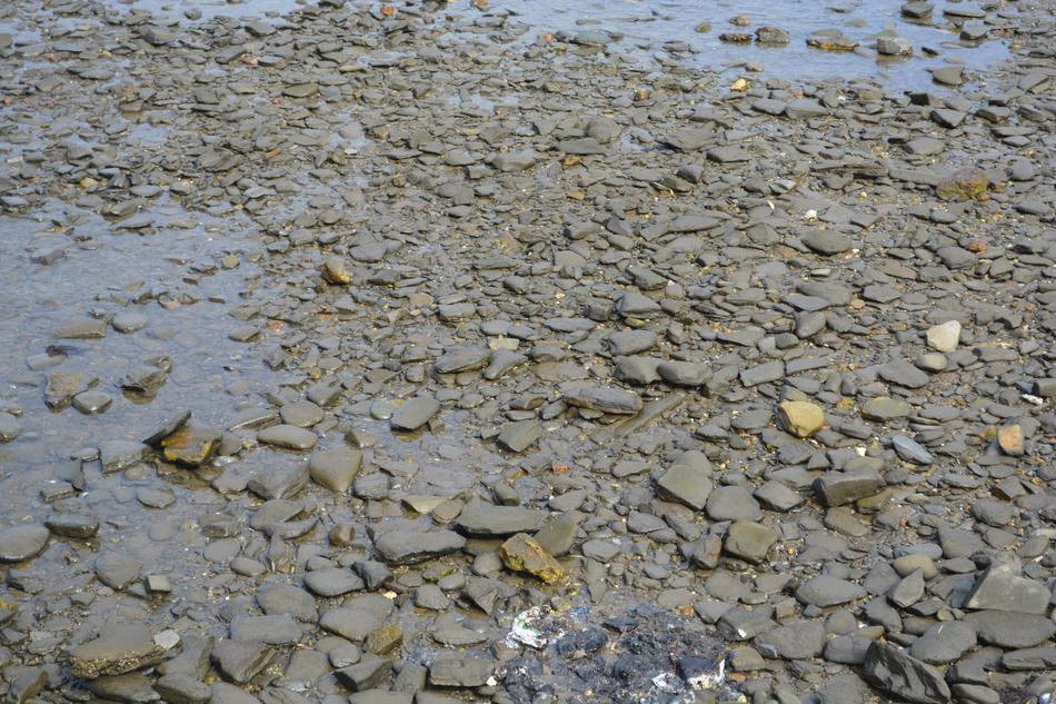 rocks sea beach mud