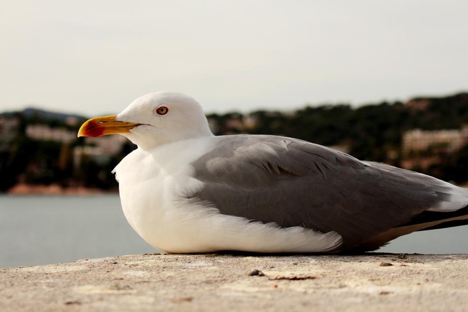 Seagull Mediterranean