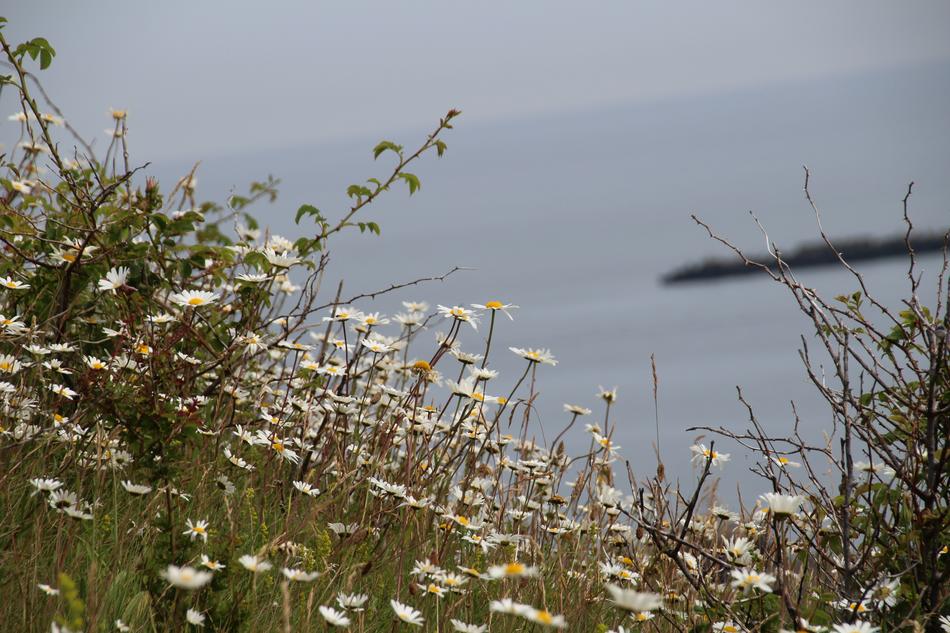 chamomile field with grass
