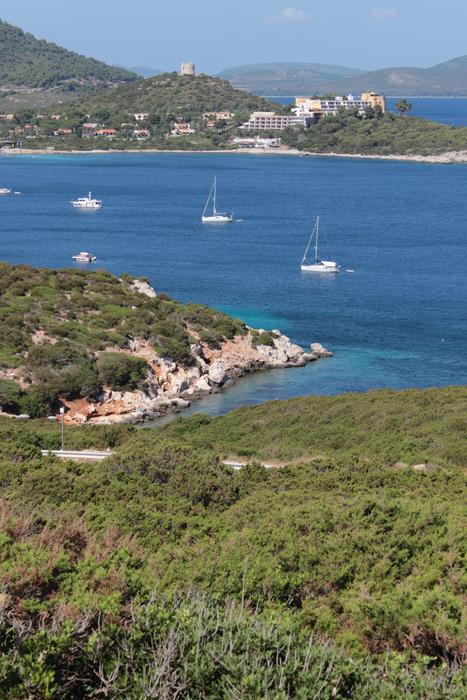 green trees with ocean island