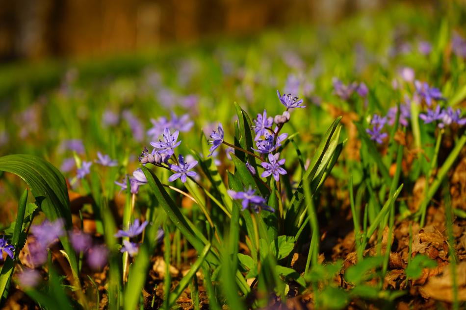little flowers on the green