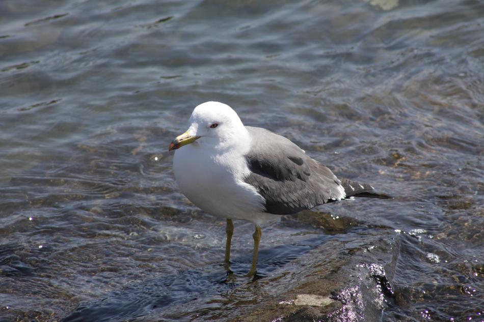 Seagull Sea Birds