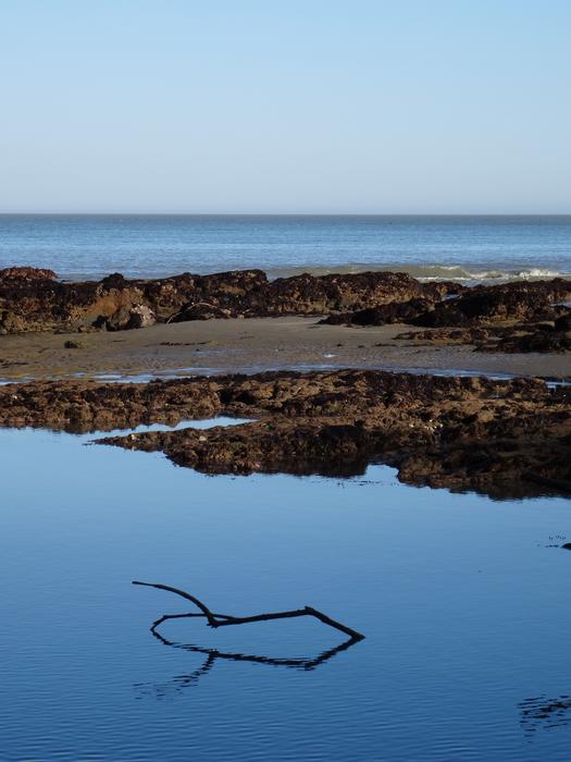 branch sea reflection