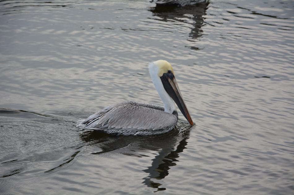 a beautiful pelican in the water