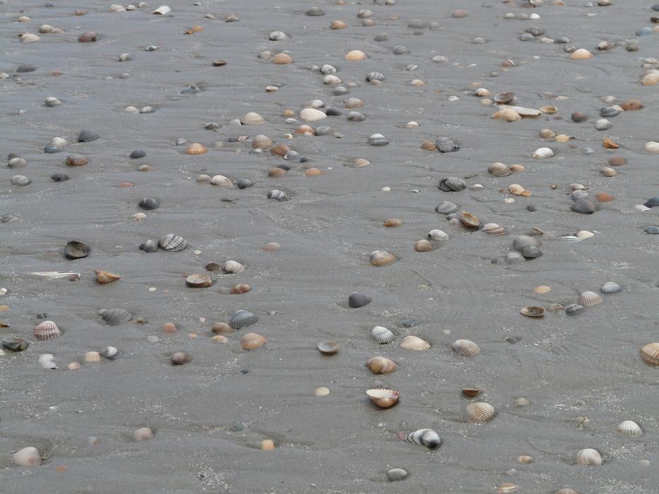 Beach Sand Mussels