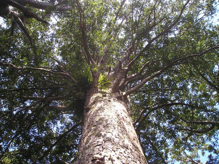 Kauri Tree Giant