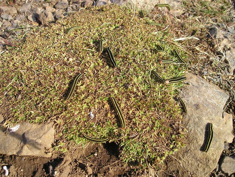 absolutely beautiful Larvae Grass