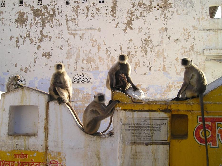 India Ape monky