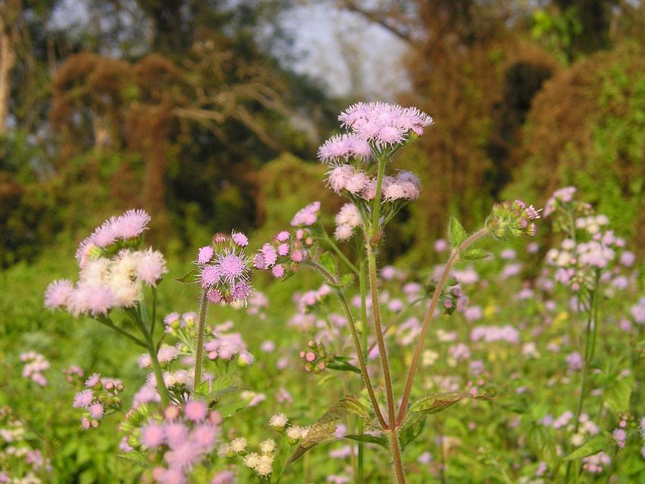 extraordinarily beautiful Nepal Flower