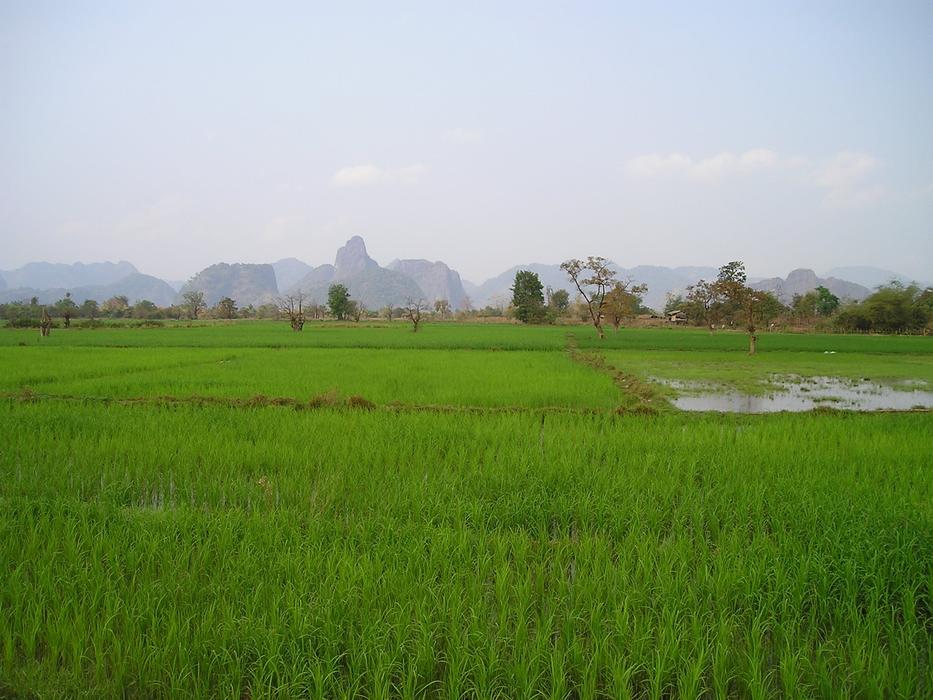A photo of rice plantations in Laos, Asia