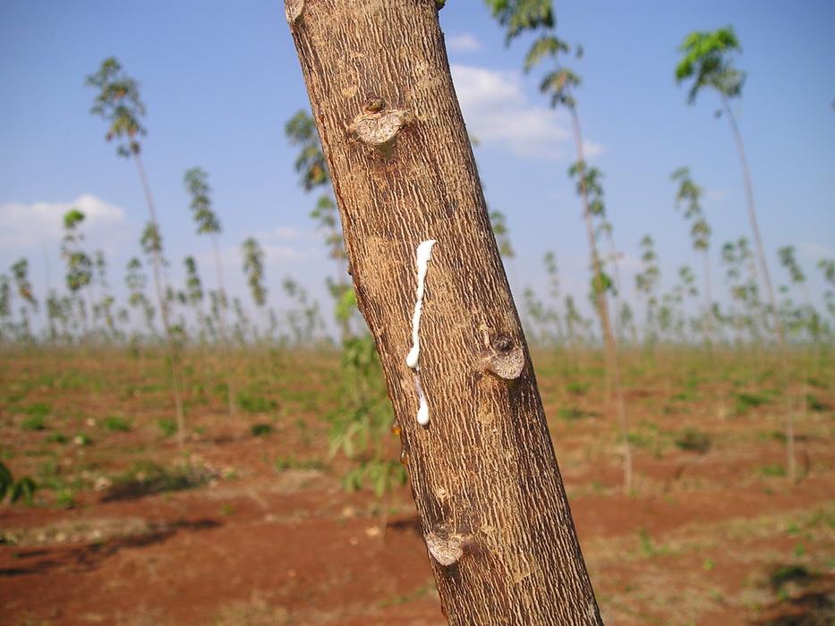 Rubber Tree asia