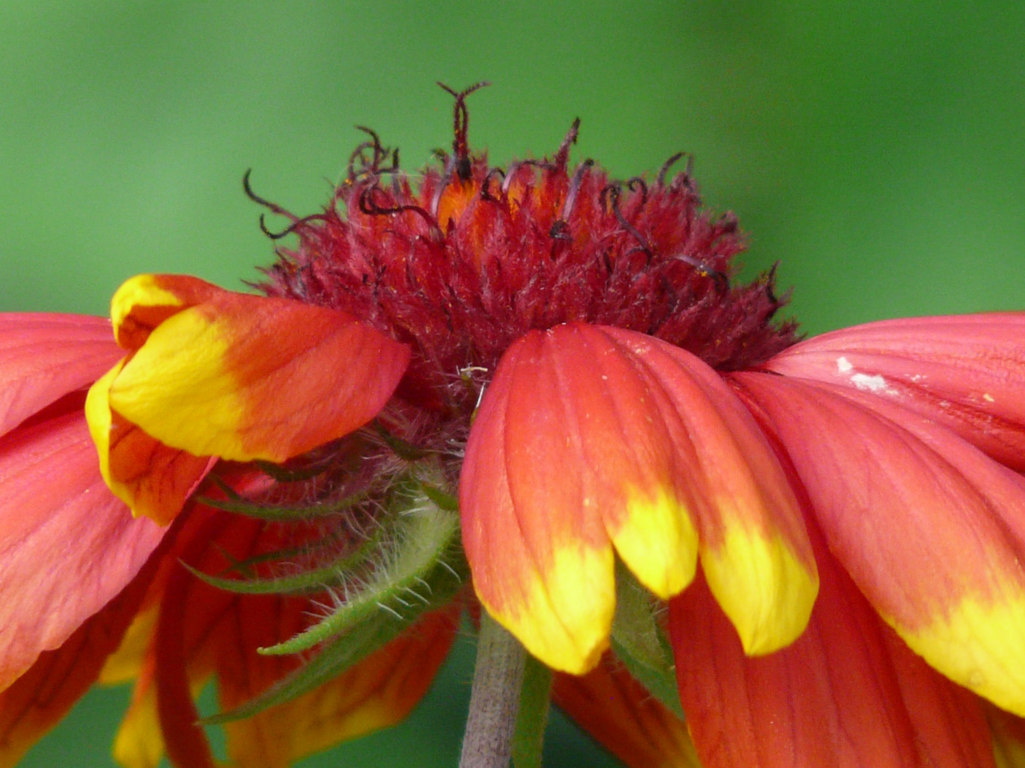 impressively-beautiful-sun-brews-helenium-free-image-download