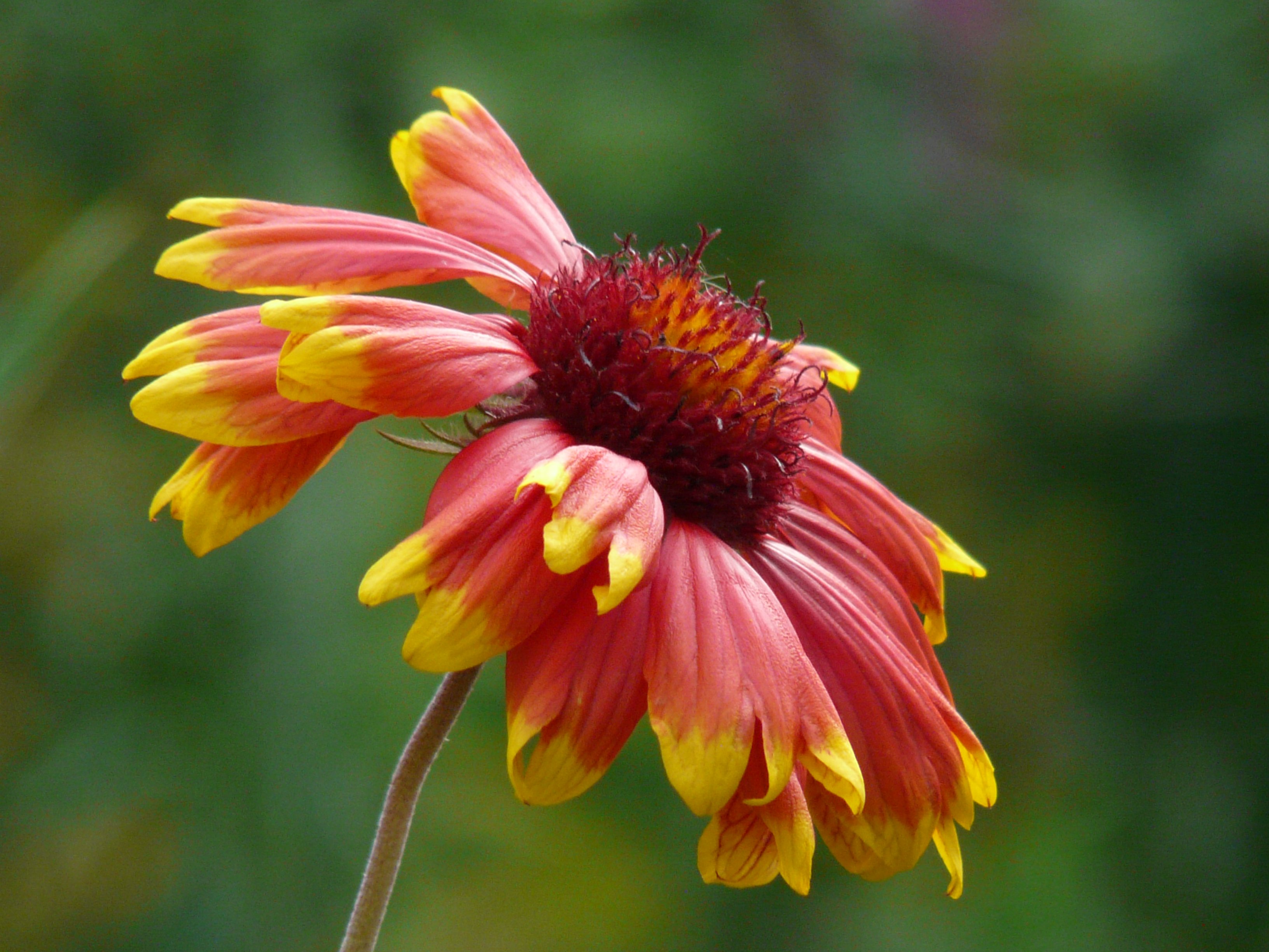 Астровые (Asteraceae). Астровые (подсемейство). Оранжевые цветы семейства астровых. Астровые растения букет.