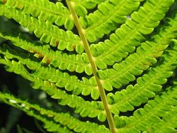goodly Fern Macro Green