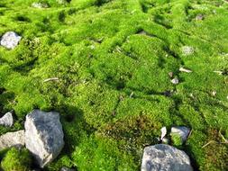 landscape of Stones on green Moss