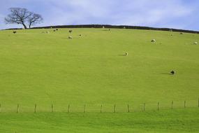 goodly Pastureland Sheep Tree