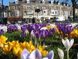 wonderful Crocuses Park