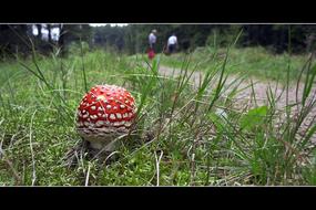 Mushroom Red Poisonous