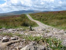 rocky path along a green field