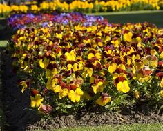 absolutely beautiful Pansy Flower