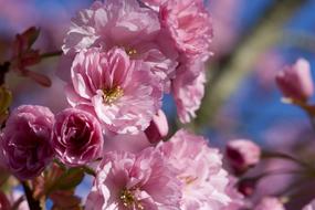ravishing Japanese Flowering Cherry