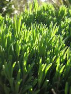 green Lavender Flower